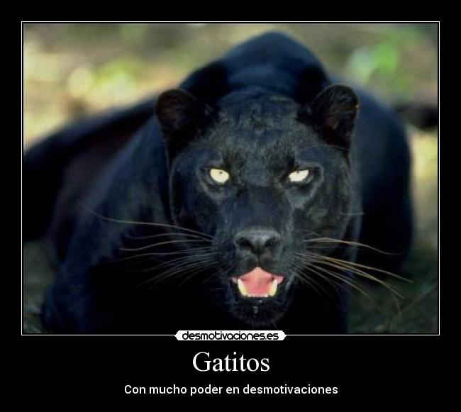 Gatitos - Con mucho poder en desmotivaciones