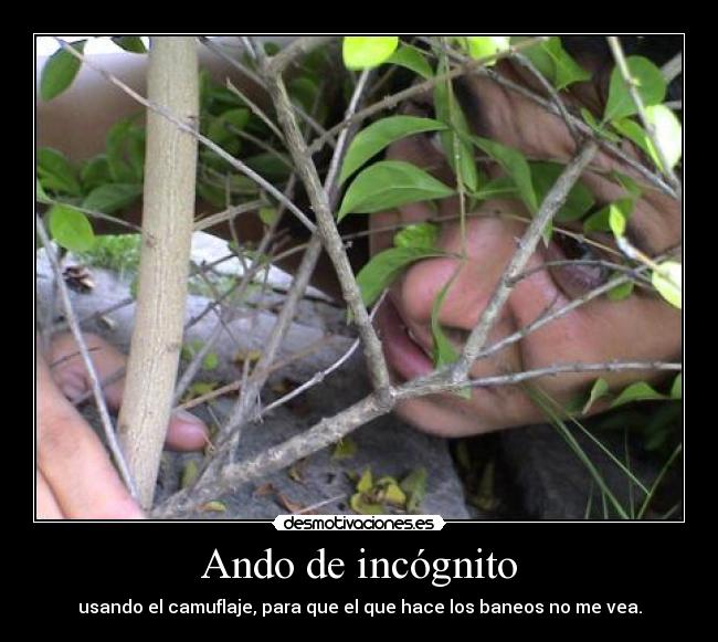 Ando de incógnito - usando el camuflaje, para que el que hace los baneos no me vea.