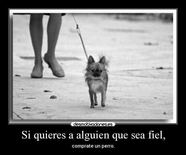 Si quieres a alguien que sea fiel, -