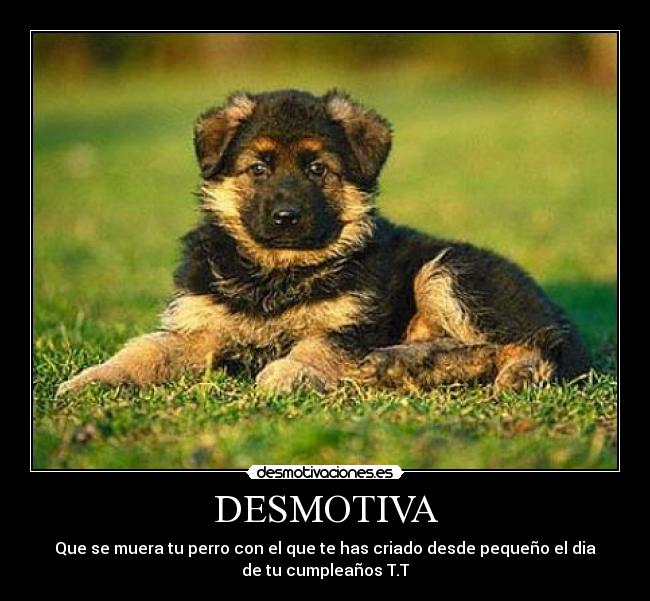 DESMOTIVA - Que se muera tu perro con el que te has criado desde pequeño el dia
de tu cumpleaños T.T