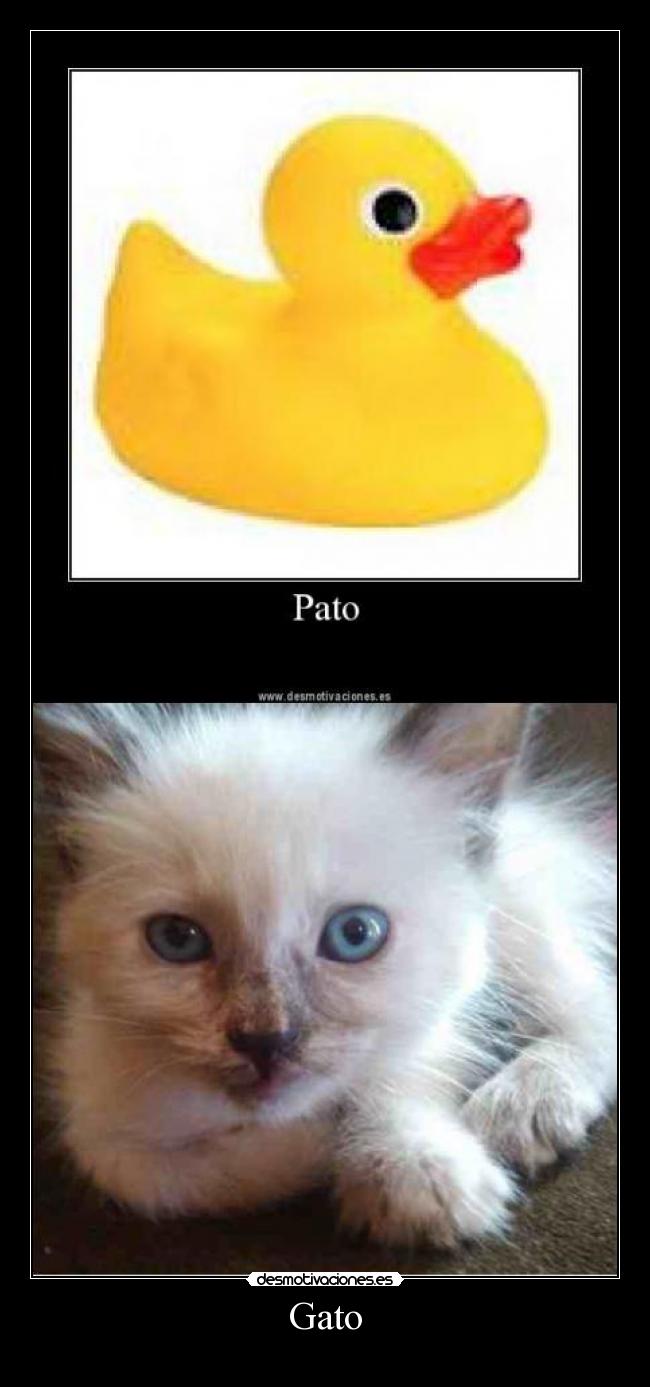 Gato -