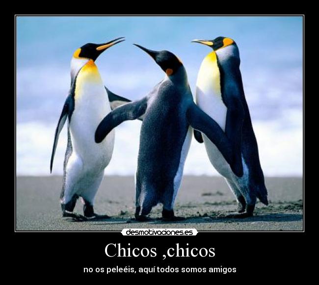 carteles amigos pinguinos pelea desmotivaciones