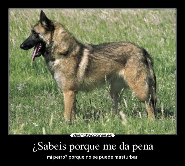 ¿Sabeis porque me da pena - mi perro? porque no se puede masturbar.