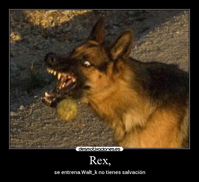 Rex, - se entrena.Walt_k no tienes salvación