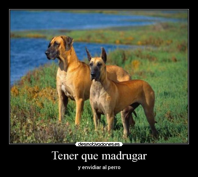 Tener que madrugar - y envidiar al perro