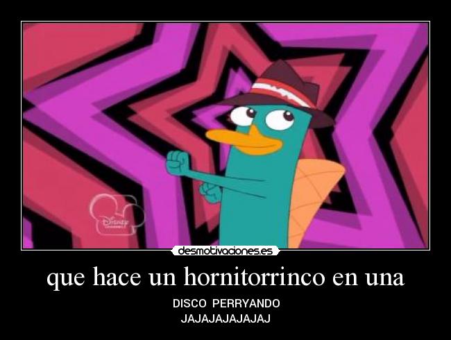 que hace un hornitorrinco en una -