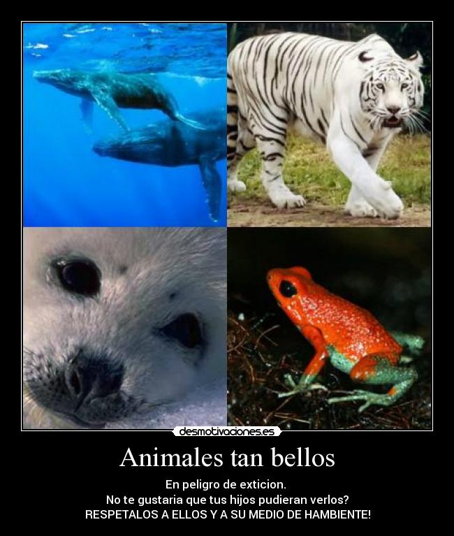 Animales tan bellos - En peligro de exticion. 
No te gustaria que tus hijos pudieran verlos?
RESPETALOS A ELLOS Y A SU MEDIO DE HAMBIENTE!