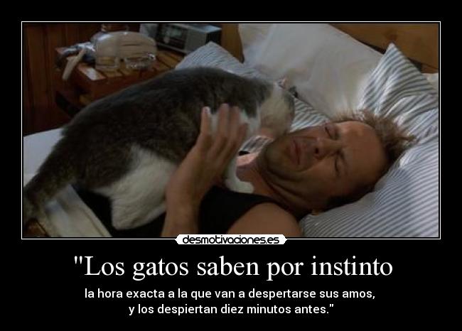 Los gatos saben por instinto - 