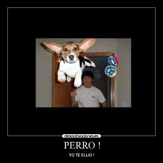 PERRO ! - 