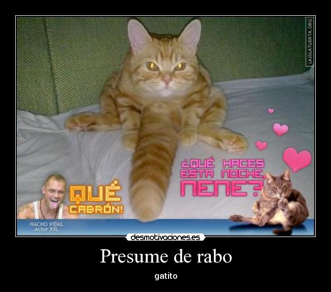 Presume de rabo - gatito