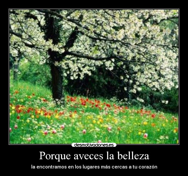 Porque aveces la belleza -