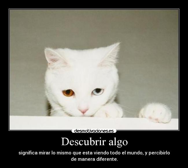 carteles gatitooooooooooooo desmotivaciones