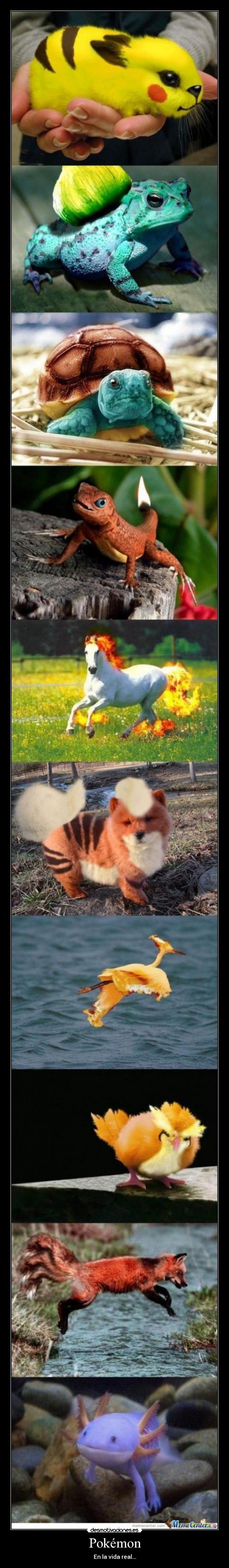 Pokémon - En la vida real...