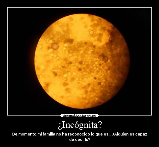¿Incógnita? - De momento mi familia no ha reconocido lo que es... ¿Alguien es capaz de decirlo?