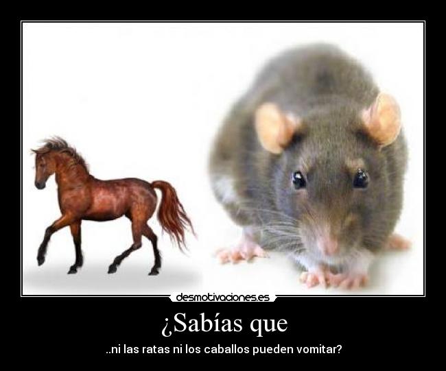 ¿Sabías que - ..ni las ratas ni los caballos pueden vomitar?