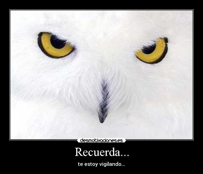 carteles buho vigilar recordar desmotivaciones
