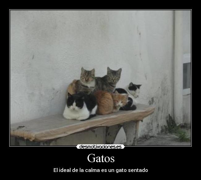 Gatos - El ideal de la calma es un gato sentado