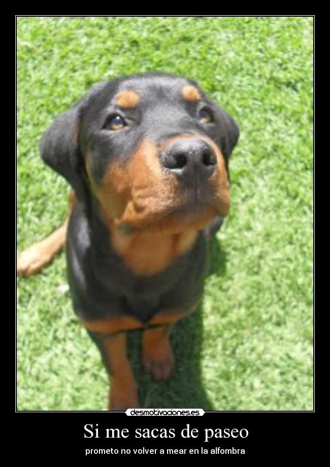 Si me sacas de paseo - prometo no volver a mear en la alfombra