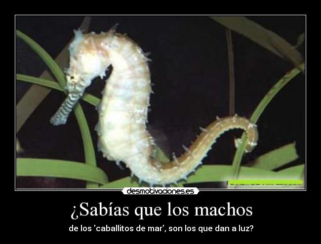 ¿Sabías que los machos - de los caballitos de mar, son los que dan a luz?