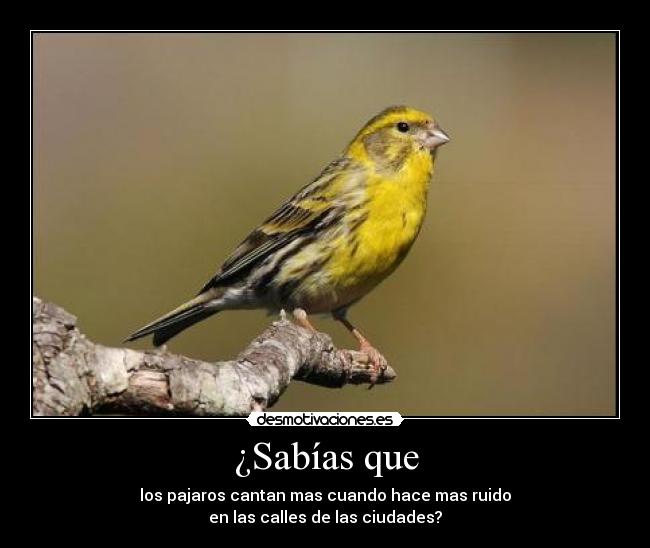 ¿Sabías que - los pajaros cantan mas cuando hace mas ruido
en las calles de las ciudades?