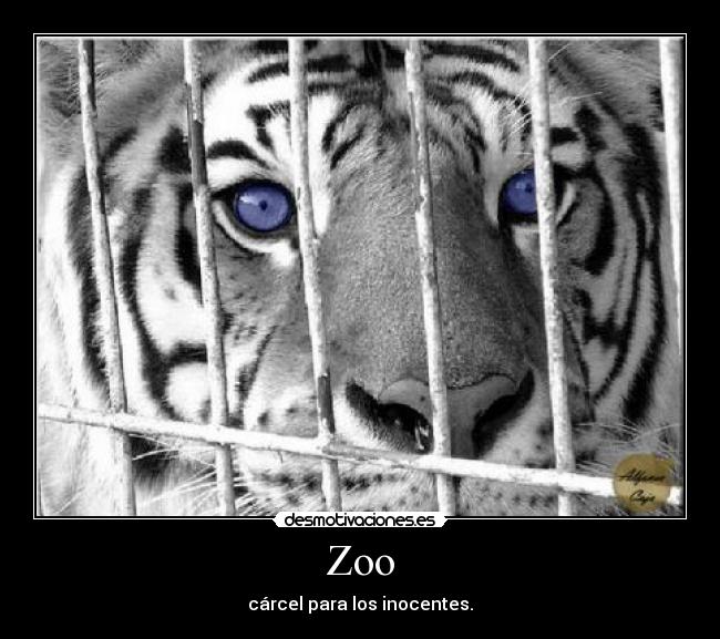 Zoo - cárcel para los inocentes.