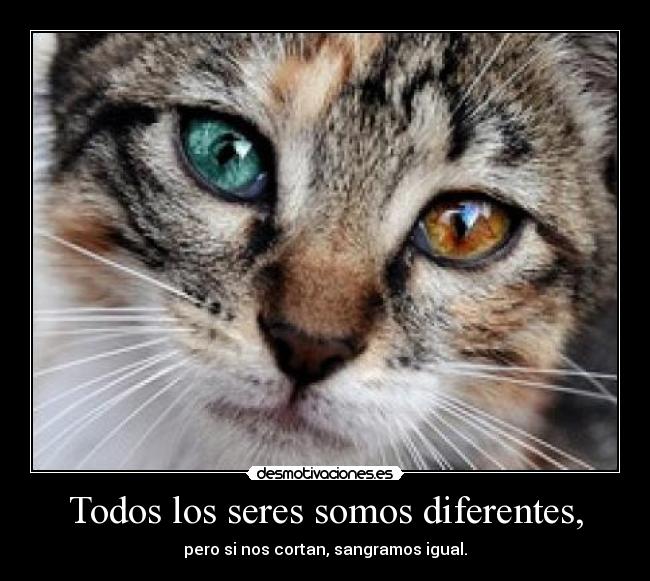 carteles todos los seres somos diferentes pero nos cortan sangramos igual desmotivaciones