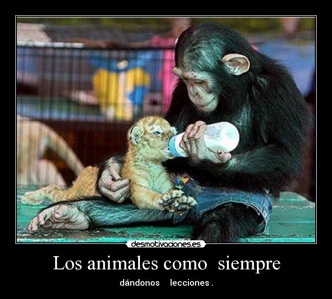 Los animales como  siempre - dándonos     lecciones .