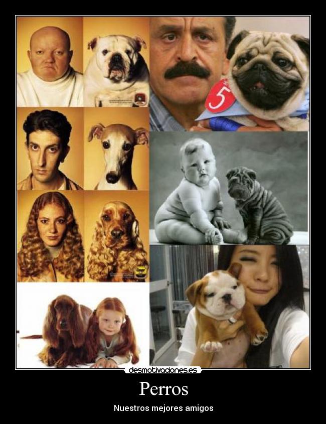 carteles perros desmotivaciones