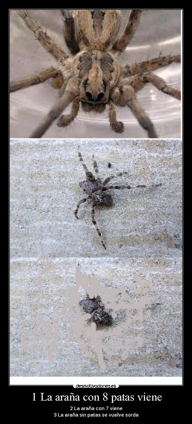 1 La araña con 8 patas viene - 2 La araña con 7 viene
3 La araña sin patas se vuelve sorda