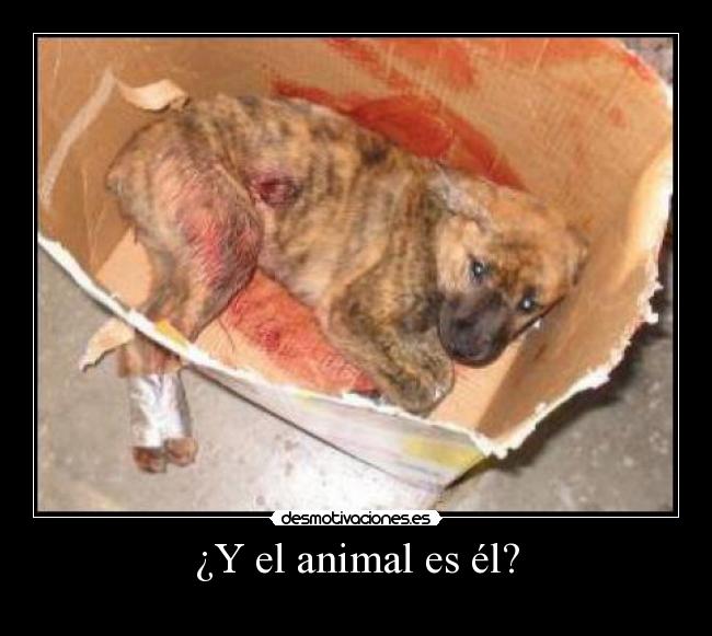 ¿Y el animal es él? - 