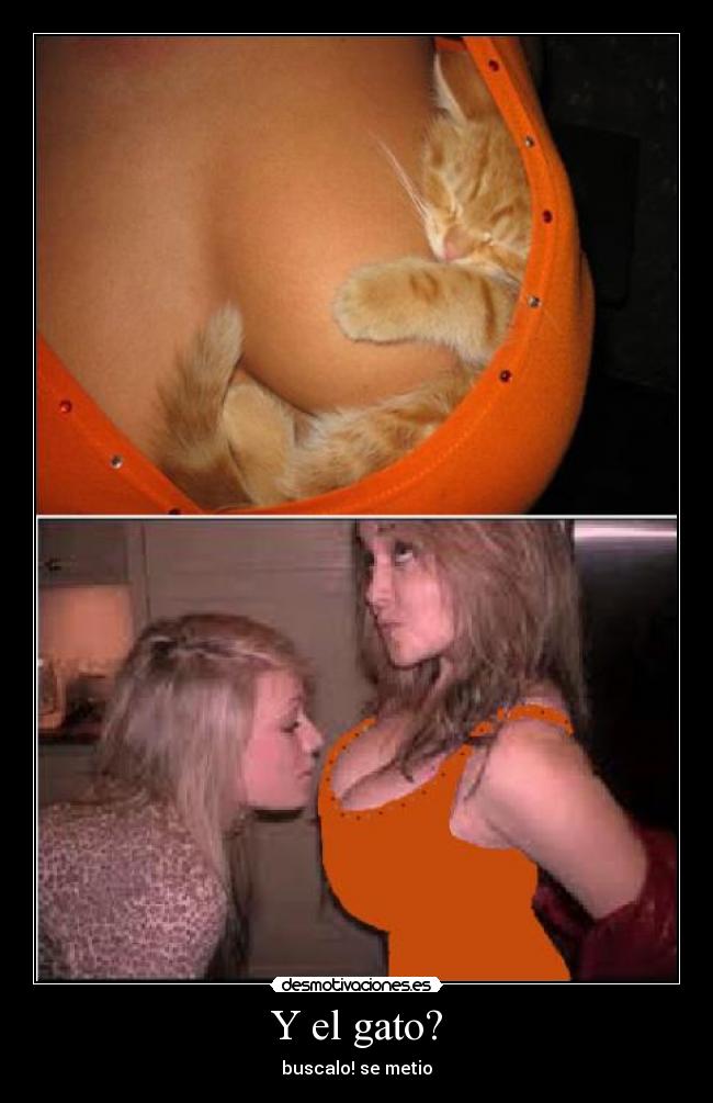 Y el gato? - buscalo! se metio