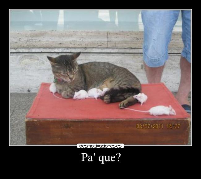 carteles gatosratones vago desmotivaciones