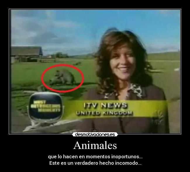 Animales - que lo hacen en momentos inoportunos...
Este es un verdadero hecho incomodo...