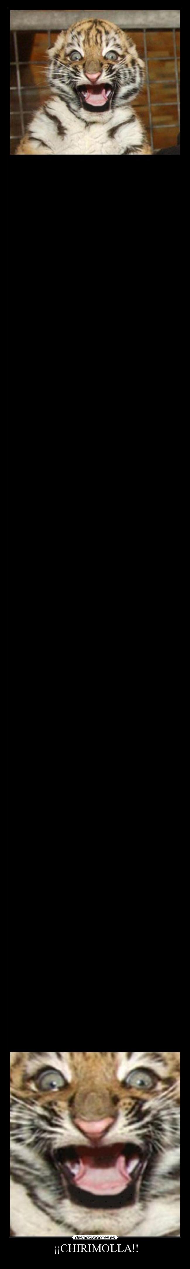¡¡CHIRIMOLLA!! - 