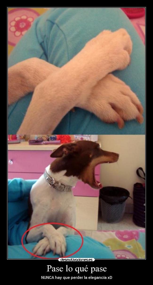 Pase lo qué pase - NUNCA hay que perder la elegancía xD