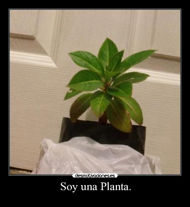 Soy una Planta. - 