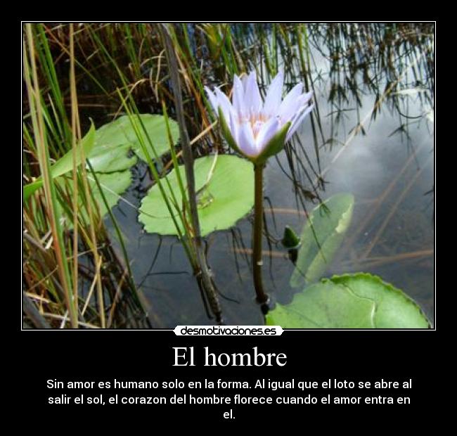 El hombre - Sin amor es humano solo en la forma. Al igual que el loto se abre al
salir el sol, el corazon del hombre florece cuando el amor entra en
el.