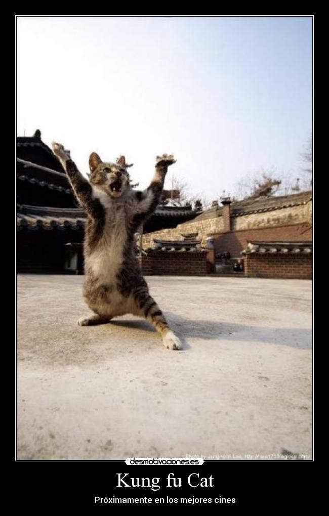 Kung fu Cat - Próximamente en los mejores cines