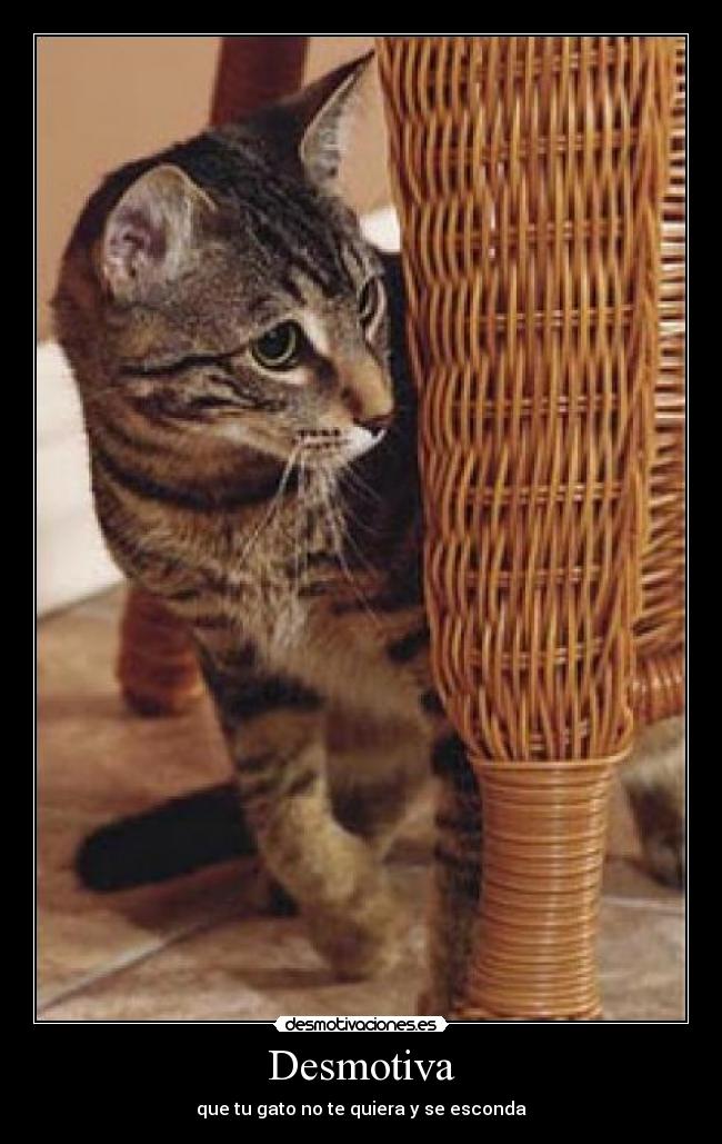 Desmotiva - que tu gato no te quiera y se esconda