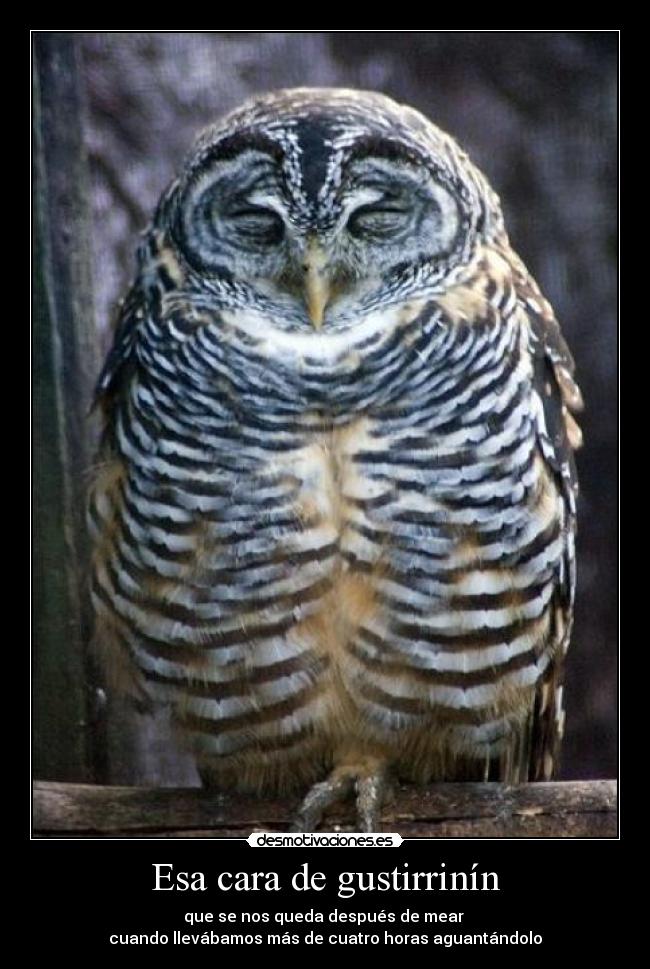 Esa cara de gustirrinín - 