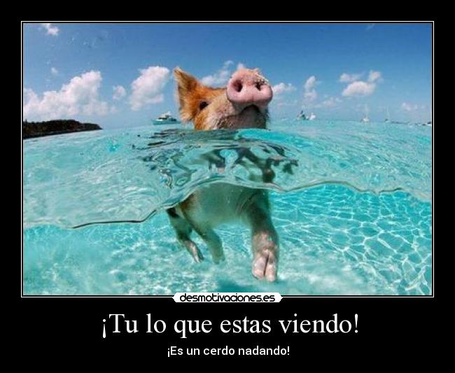 ¡Tu lo que estas viendo! - ¡Es un cerdo nadando!