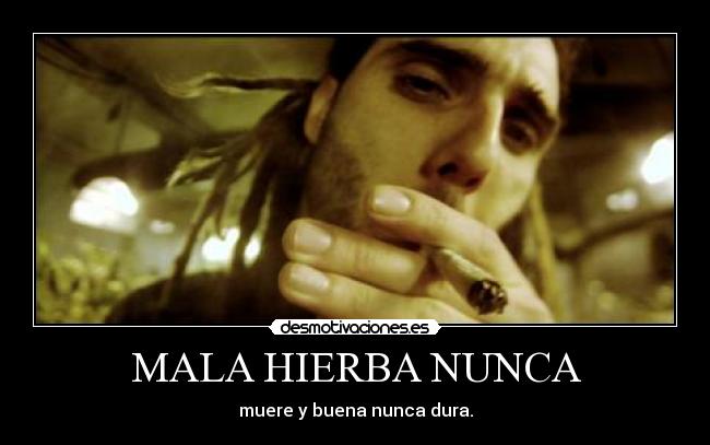 MALA HIERBA NUNCA - 