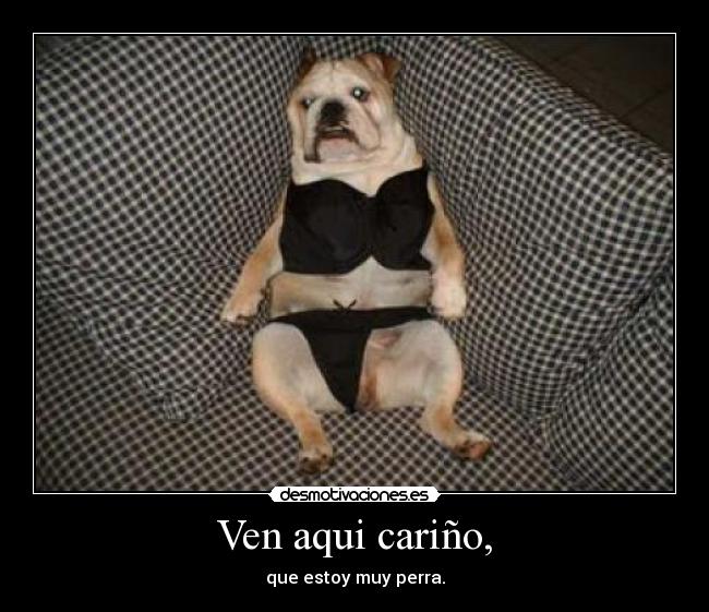 carteles perros desmotivaciones