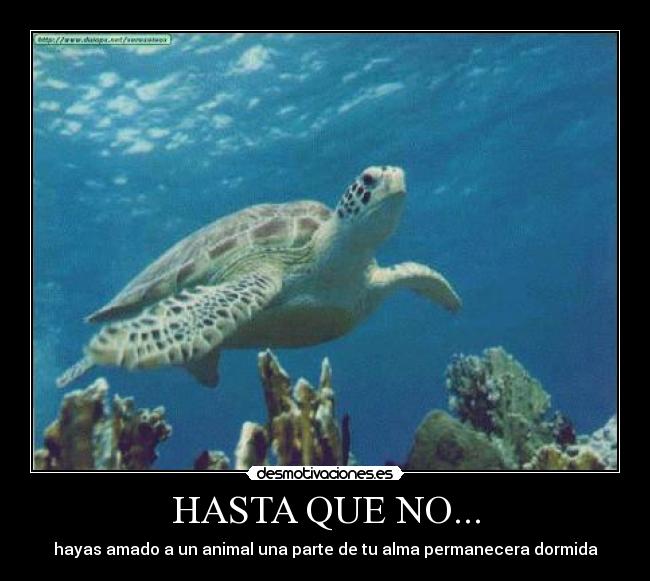 HASTA QUE NO... -