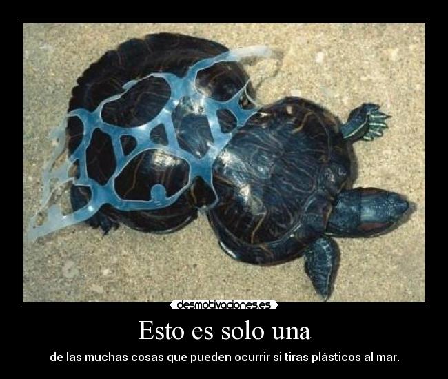 Esto es solo una - de las muchas cosas que pueden ocurrir si tiras plásticos al mar.
