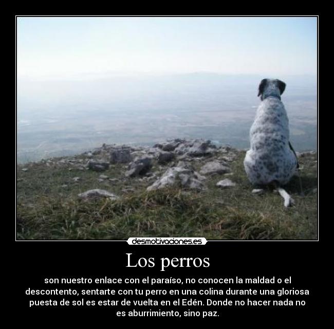 Los perros -