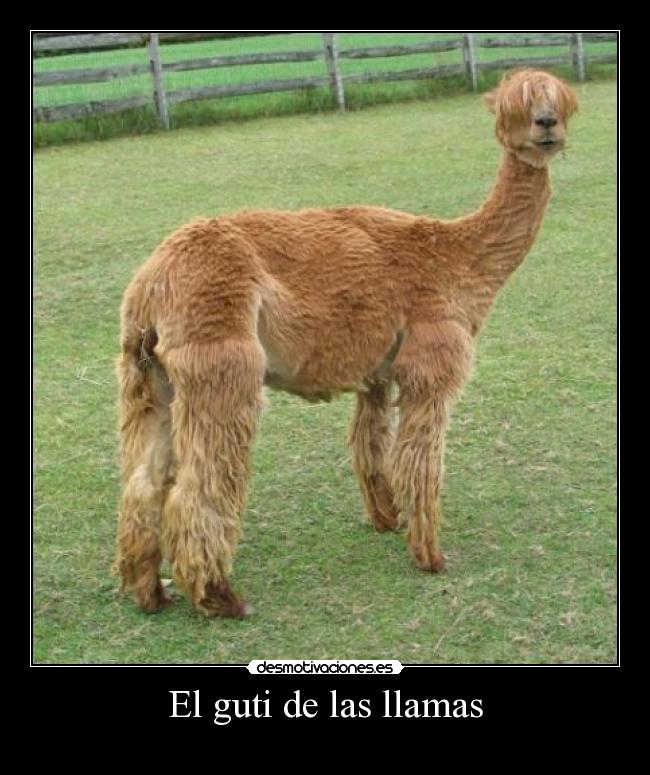 El guti de las llamas -