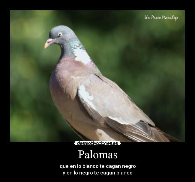 Palomas -