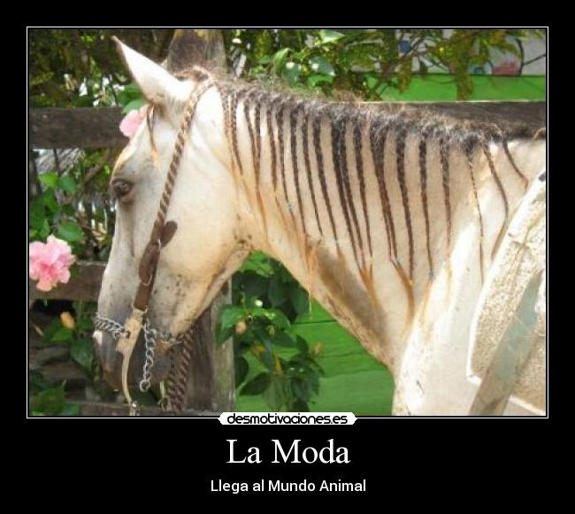 La Moda - Llega al Mundo Animal