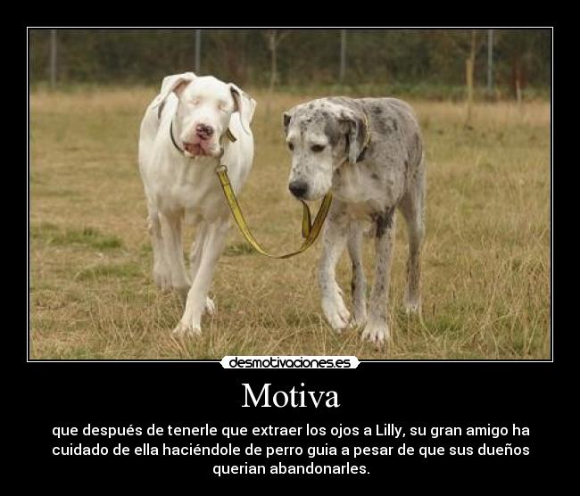 Motiva -